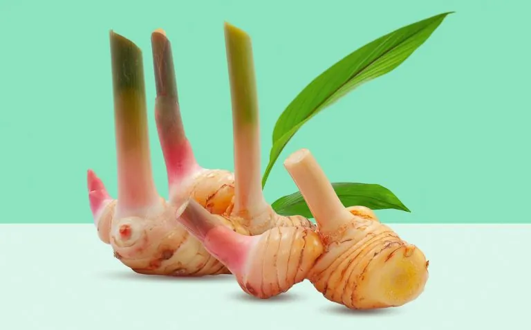 Galangal Root