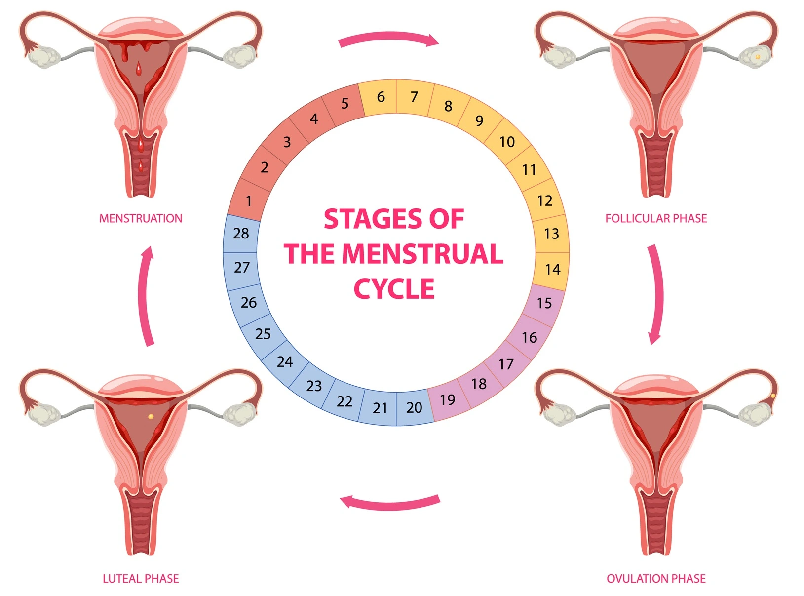 Menstrual Cycles: Decode Your Monthly Rhythm & Empower Your Health